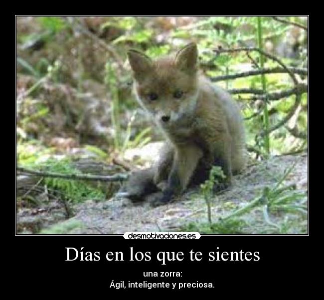 Días en los que te sientes - una zorra:
Ágil, inteligente y preciosa.