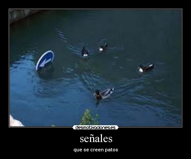 señales - que se creen patos