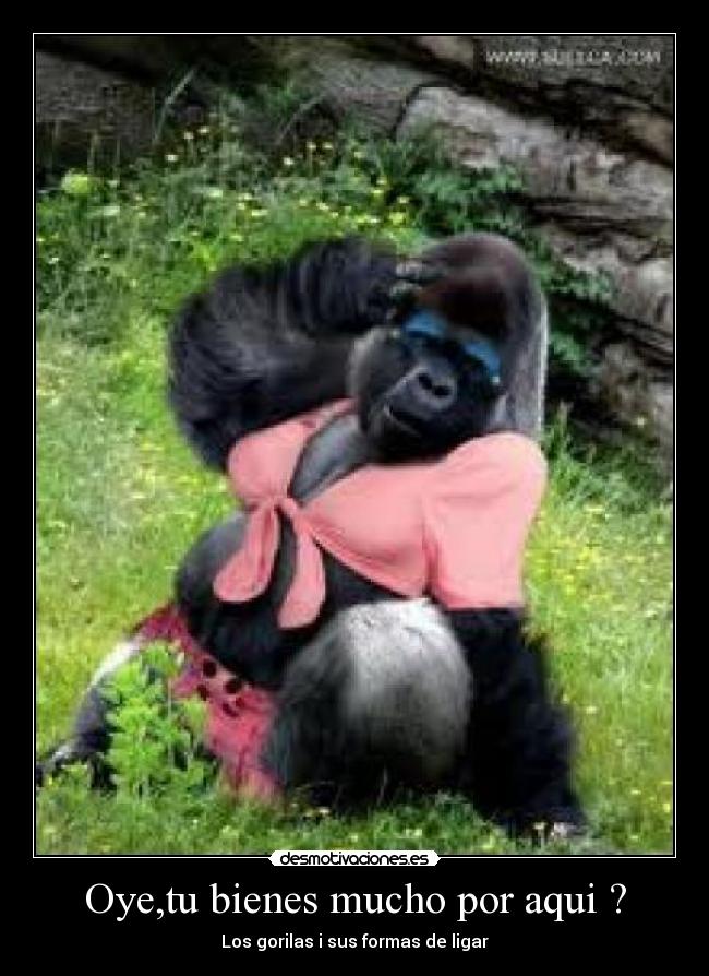 Oye,tu bienes mucho por aqui ? - 