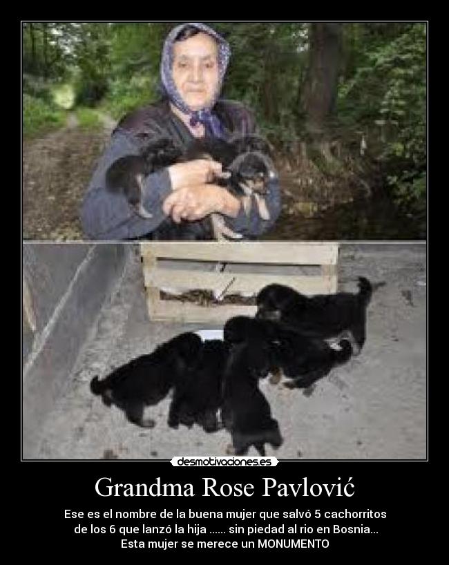 Grandma Rose Pavlović - Ese es el nombre de la buena mujer que salvó 5 cachorritos
de los 6 que lanzó la hija ...... sin piedad al rio en Bosnia...
Esta mujer se merece un MONUMENTO