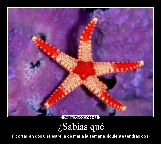 ¿Sabías qué - si cortas en dos una estrella de mar a la semana siguiente tendras dos?