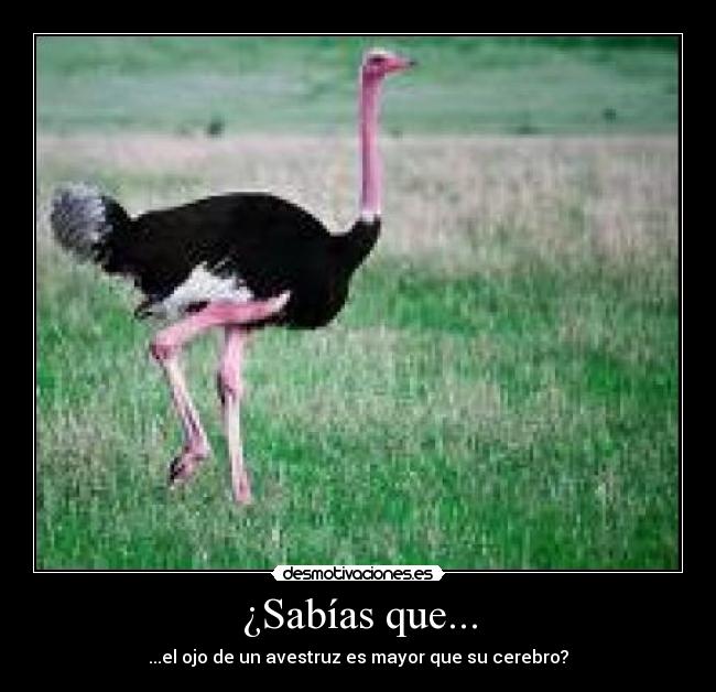 ¿Sabías que... - ...el ojo de un avestruz es mayor que su cerebro?