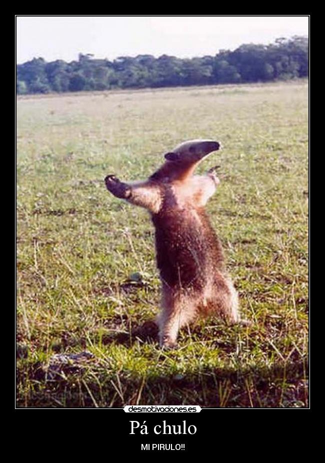 carteles oso hormiguero chulo desmotivaciones