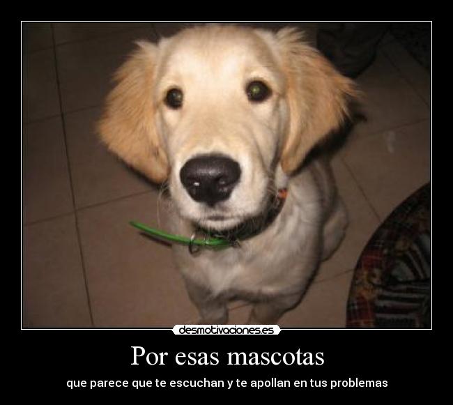 Por esas mascotas -
