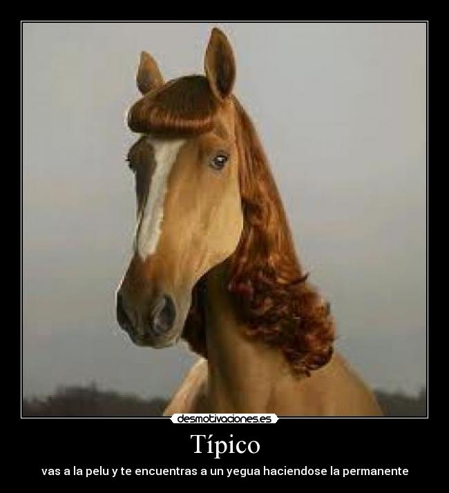 Típico - vas a la pelu y te encuentras a un yegua haciendose la permanente