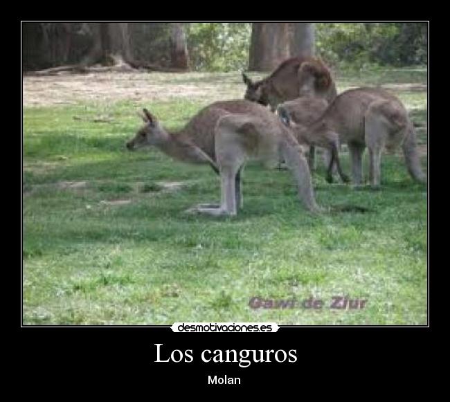 Los canguros - Molan