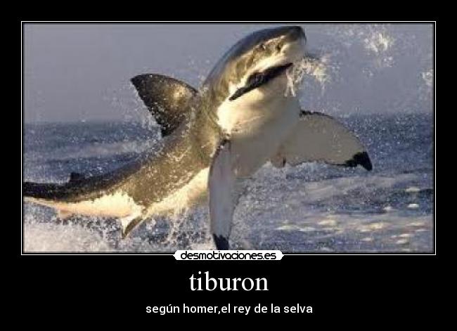 tiburon - según homer,el rey de la selva