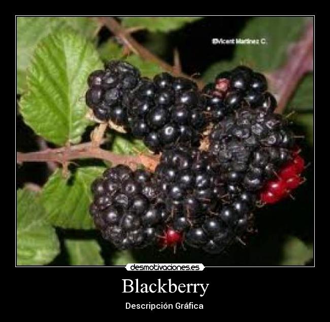 Blackberry - Descripción Gráfica 