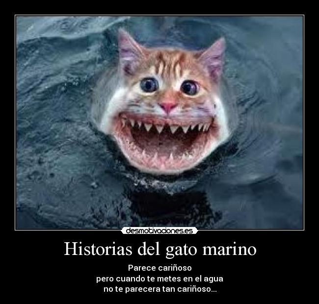 Historias del gato marino - 