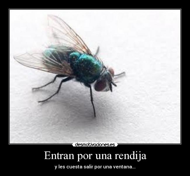 Entran por una rendija - 