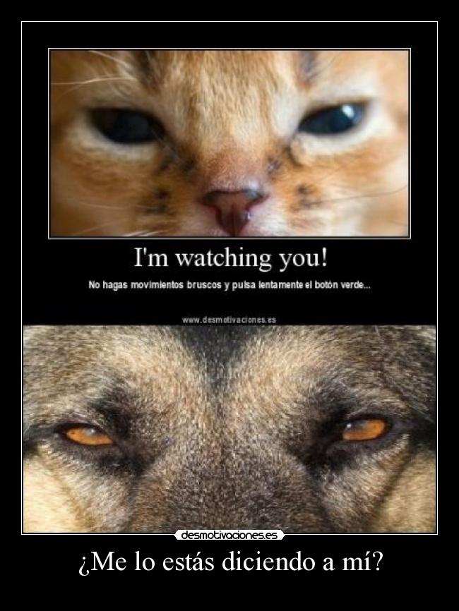 ¿Me lo estás diciendo a mí? - 