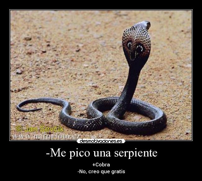 carteles cobra desmotivaciones