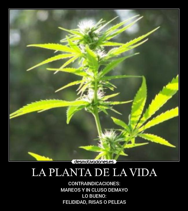 LA PLANTA DE LA VIDA - CONTRAINDICACIONES:
MAREOS Y IN CLUSO DEMAYO
LO BUENO:
FELIDIDAD, RISAS O PELEAS