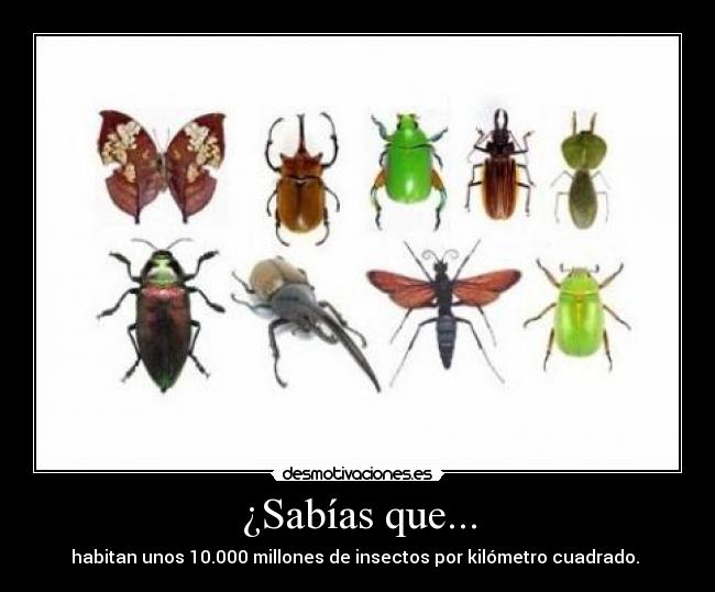 ¿Sabías que... - habitan unos 10.000 millones de insectos por kilómetro cuadrado. 