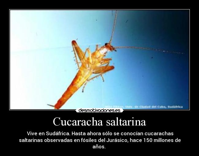 Cucaracha saltarina - Vive en Sudáfrica. Hasta ahora sólo se conocían cucarachas
saltarinas observadas en fósiles del Jurásico, hace 150 millones de
años.