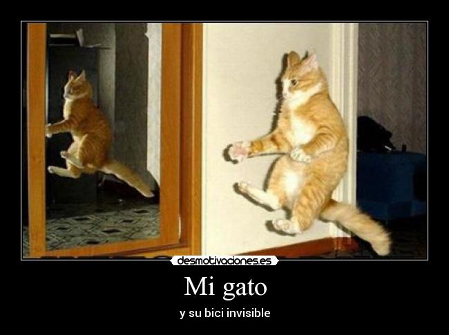 Mi gato -