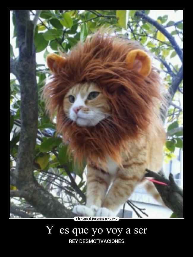 Y es que yo voy a ser -