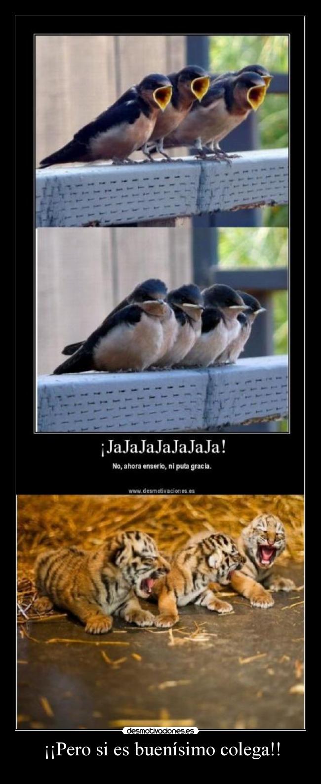 ¡¡Pero si es buenísimo colega!! - 