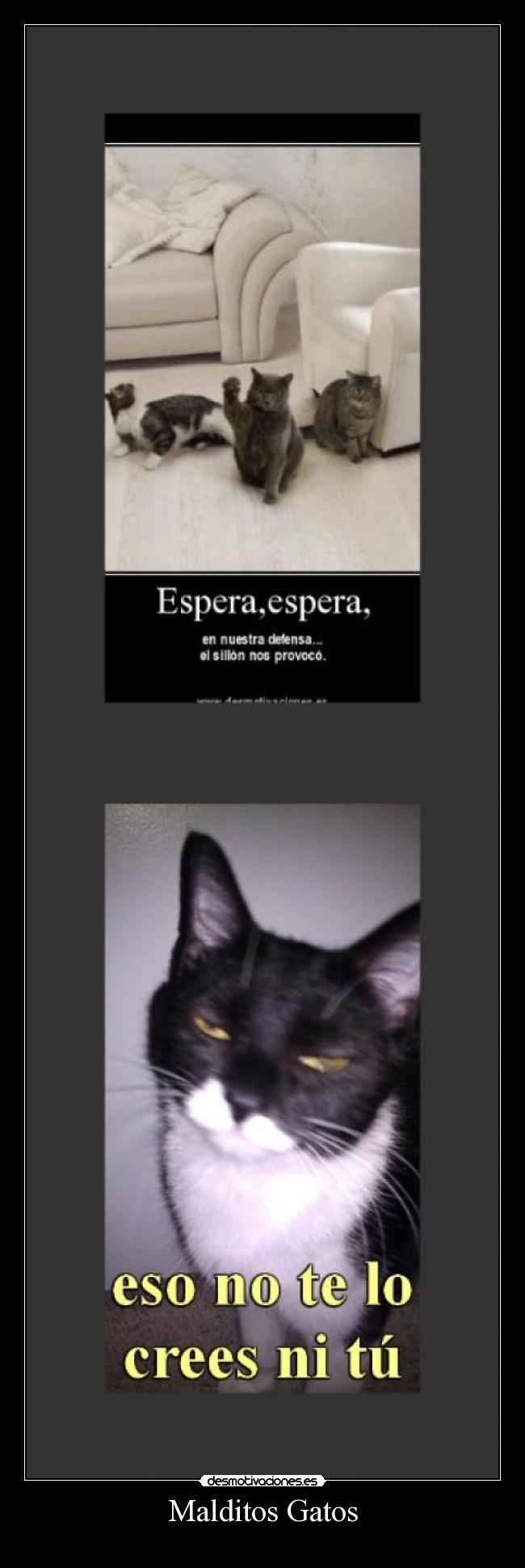 Malditos Gatos -