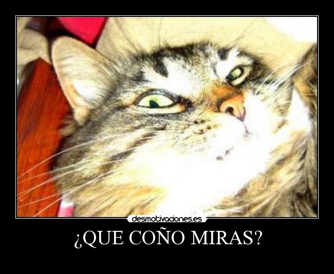 ¿QUE COÑO MIRAS? - 