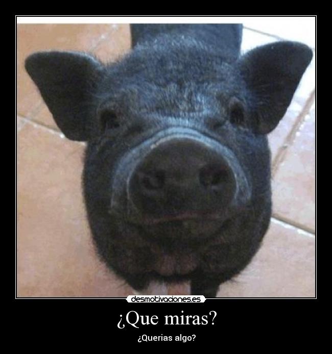 ¿Que miras? - ¿Querias algo?