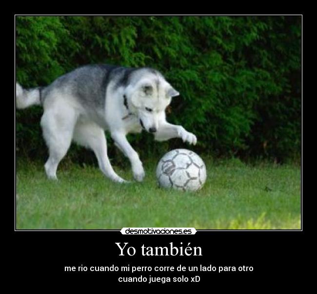 Yo también - me rio cuando mi perro corre de un lado para otro
cuando juega solo xD