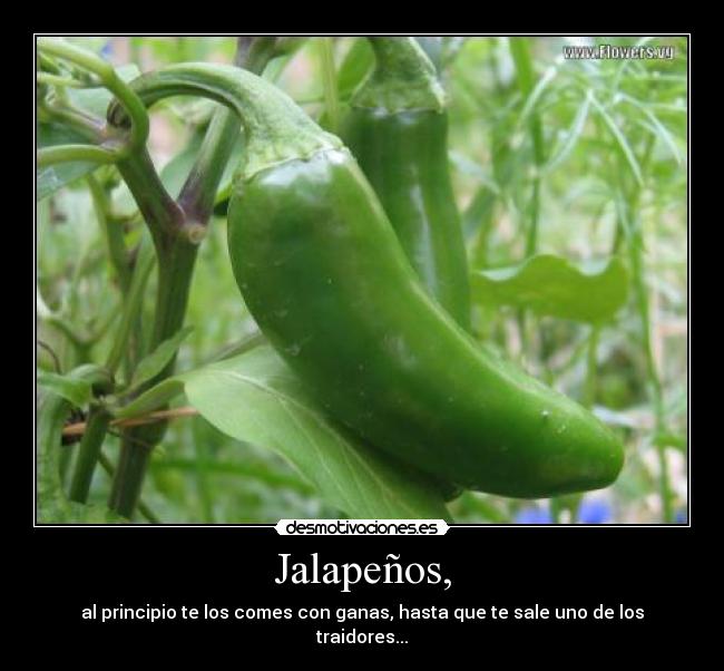Jalapeños, - al principio te los comes con ganas, hasta que te sale uno de los traidores...