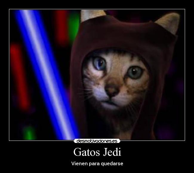 Gatos Jedi - 