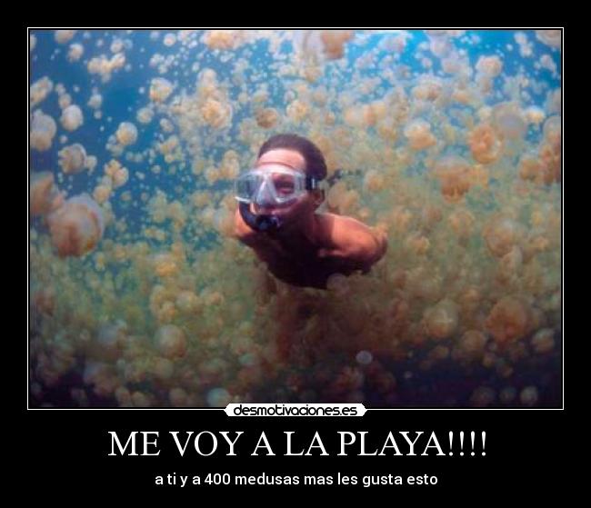 ME VOY A LA PLAYA!!!! - a ti y a 400 medusas mas les gusta esto