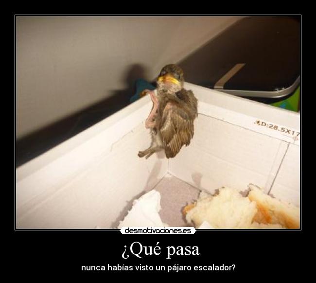 ¿Qué pasa - nunca habías visto un pájaro escalador?