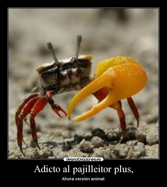 Adicto al pajilleitor plus, -