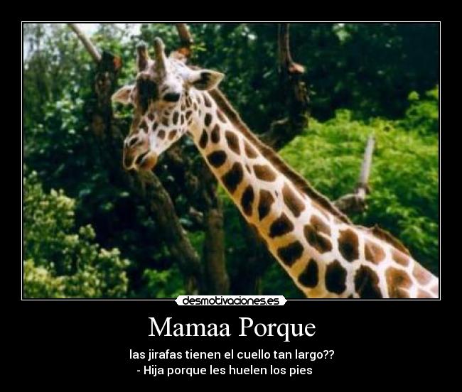 Mamaa Porque -