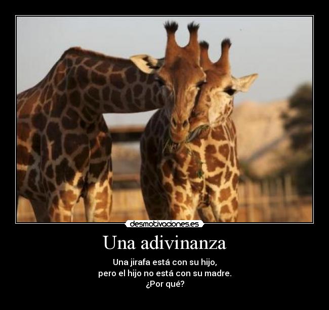 Una adivinanza - Una jirafa está con su hijo,
pero el hijo no está con su madre.
¿Por qué?