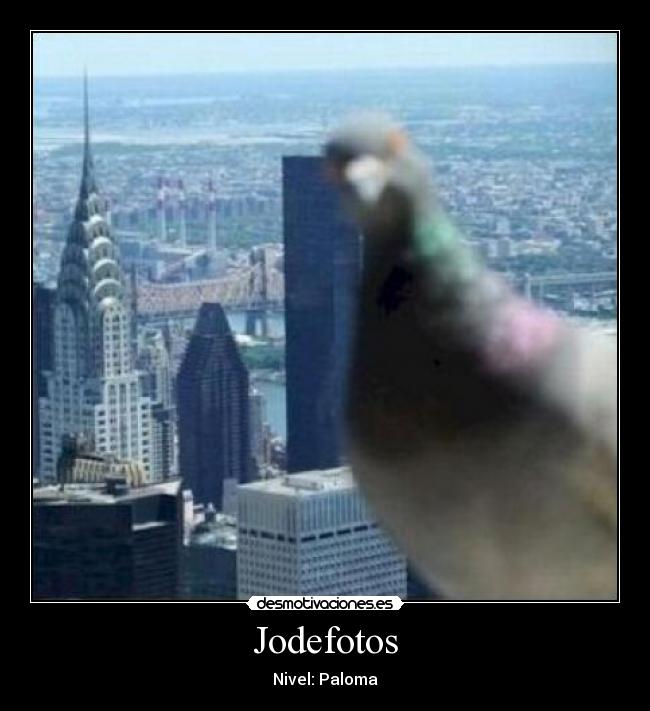 Jodefotos - Nivel: Paloma