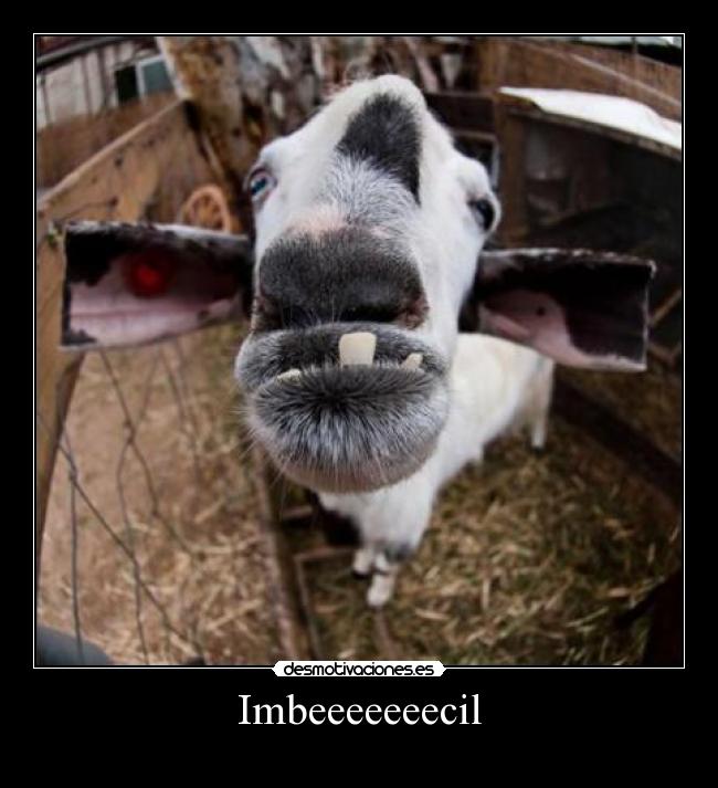 Imbeeeeeeecil - 