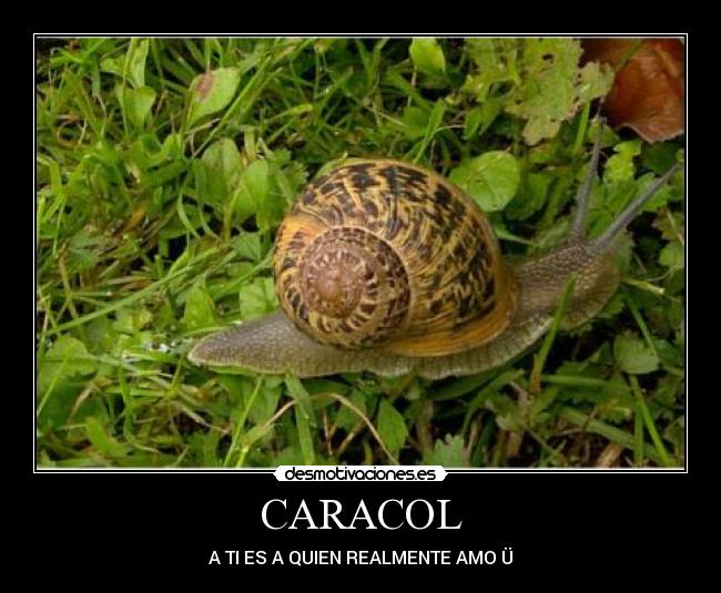 CARACOL - 