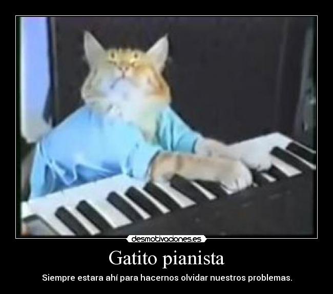 Gatito pianista -