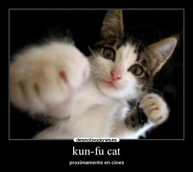 kun-fu cat - 