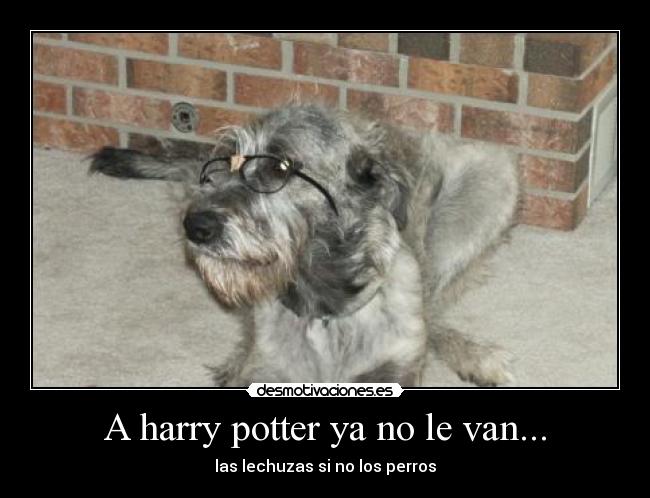 A harry potter ya no le van... - las lechuzas si no los perros