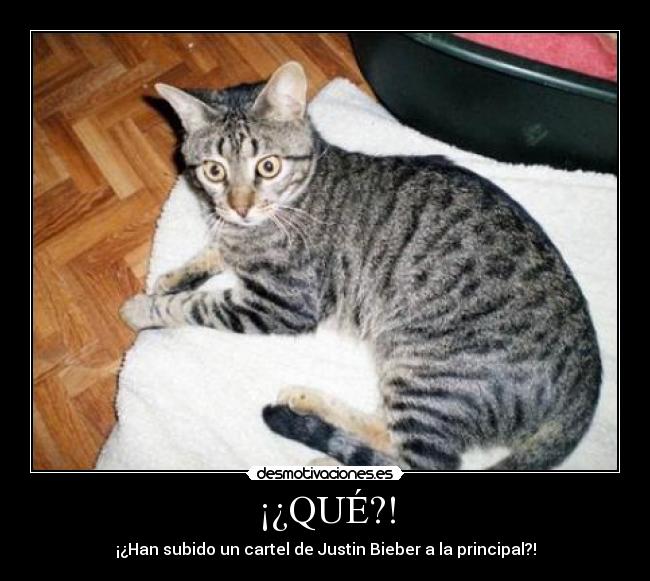 ¡¿QUÉ?! -