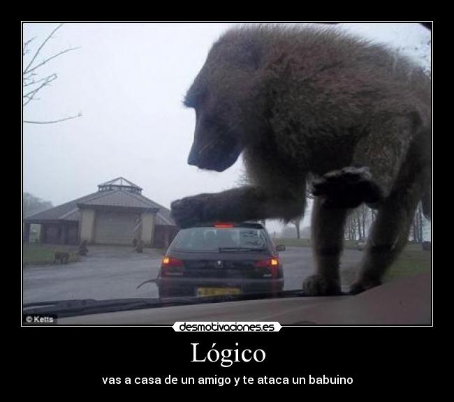 Lógico - vas a casa de un amigo y te ataca un babuino