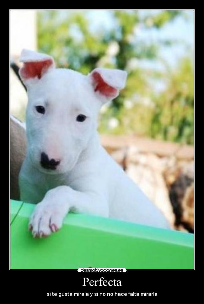 Perfecta - si te gusta mirala y si no no hace falta mirarla