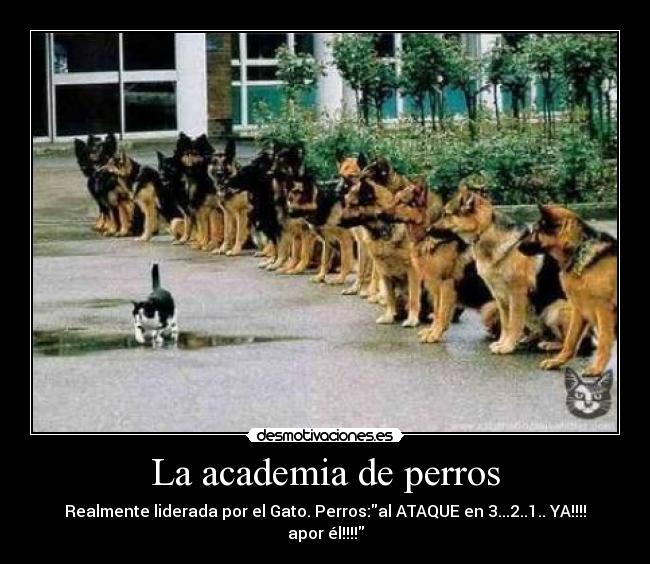carteles gatos perros academis lidedar mininos canidos ensenar buenos desmotivaciones