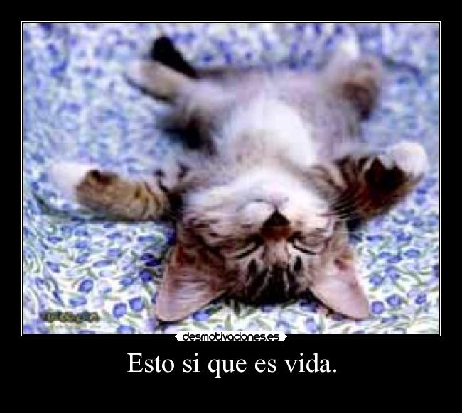 Esto si que es vida. -