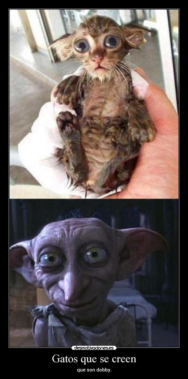 Gatos que se creen - 