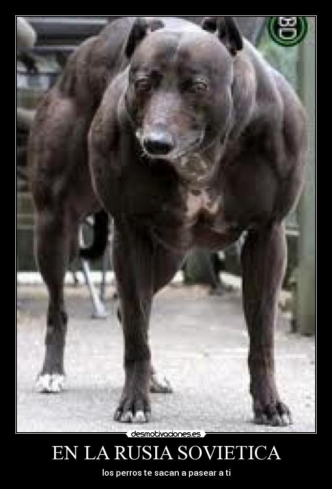 EN LA RUSIA SOVIETICA - los perros te sacan a pasear a ti