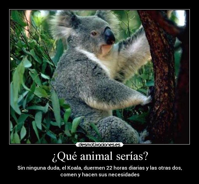 ¿Qué animal serías? - Sin ninguna duda, el Koala, duermen 22 horas diarias y las otras dos,
comen y hacen sus necesidades