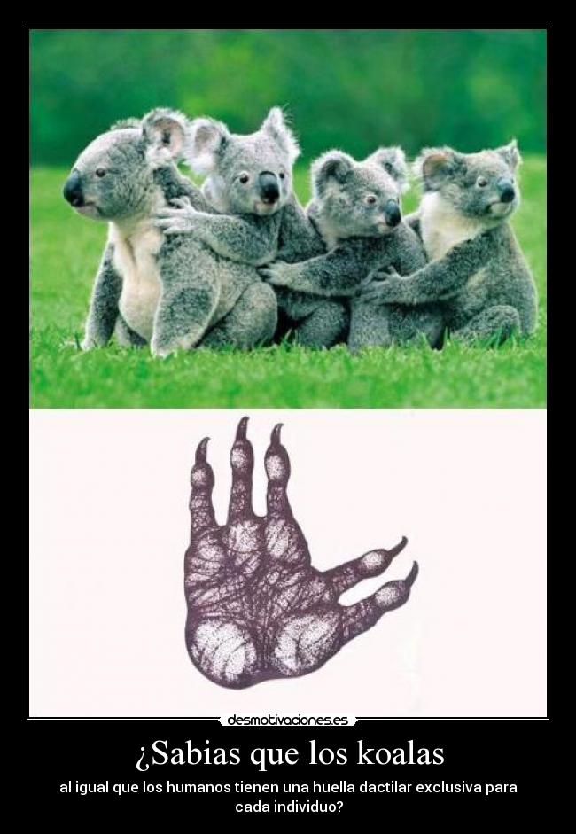 ¿Sabias que los koalas - 