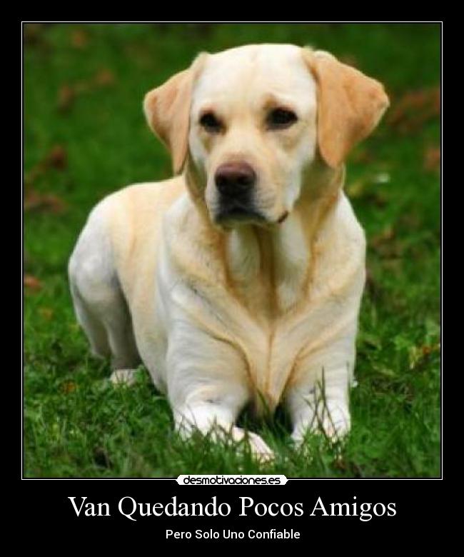Van Quedando Pocos Amigos - Pero Solo Uno Confiable
