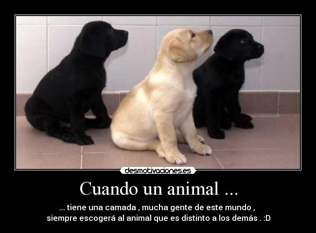 Cuando un animal ... -